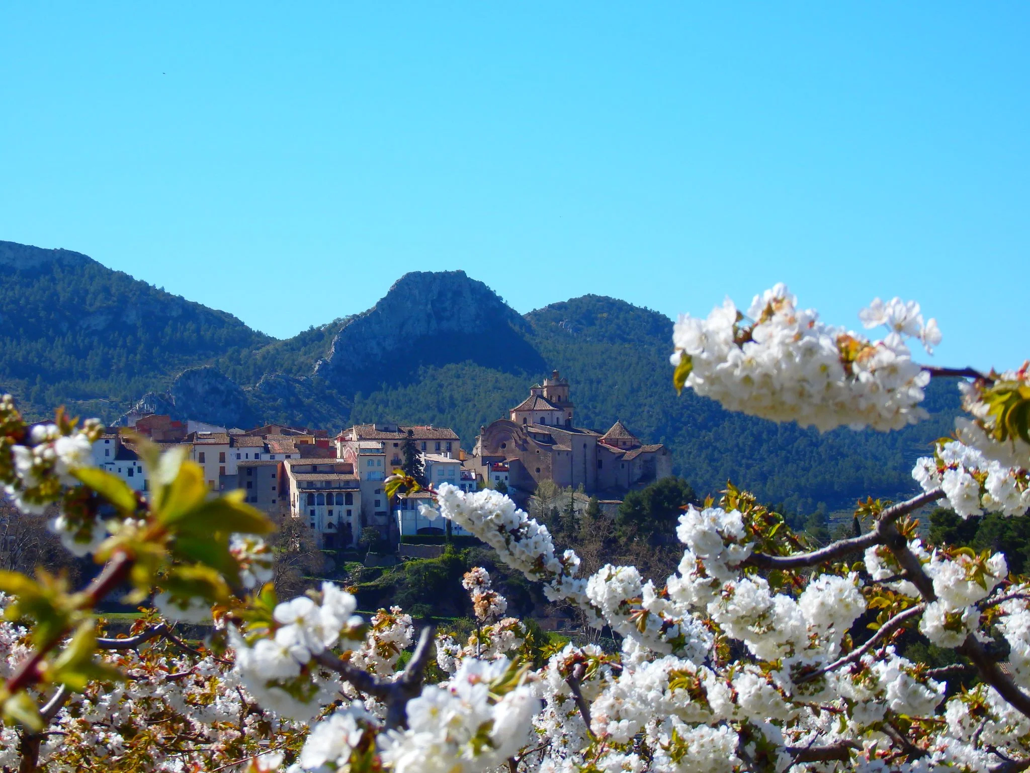 tivissa en flor